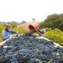 Workers harvesting grapes in a vineyard