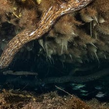 An eel swimming among floating brown seaweed in ocean water.