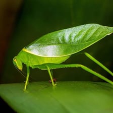 A close-up photograph of an insect resting on a leaf.