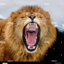 A lion opening its mouth in a roar