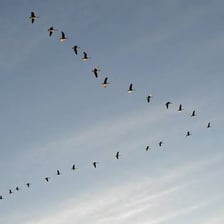 A flock of geese flying in formation during migration.