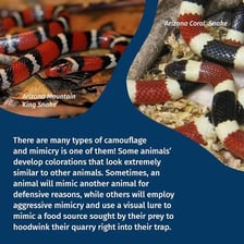 An animal using mimicry to resemble another species.