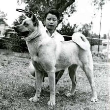 An Akita dog with a thick coat and curled tail.