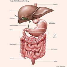 An educational illustration of the human digestive tract