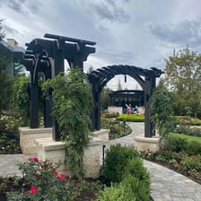 A vine-covered garden arbor providing shade.