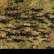 A column of army ants moving together.