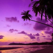 Palm trees casting shade in a tropical setting