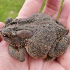 A toad viewed from above, with the raised glands behind its eyes visible.