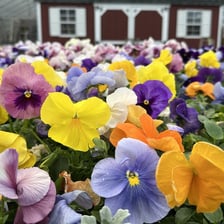 Colorful pansy flowers with their characteristic multicolored petals