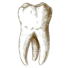 An educational illustration of a human molar tooth.