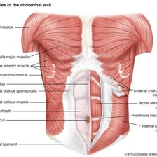An anatomical illustration highlighting the abdominal muscles