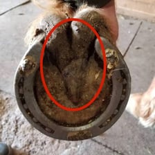A horse hoof fitted with a horseshoe.