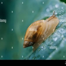 A snail moving along a leaf.