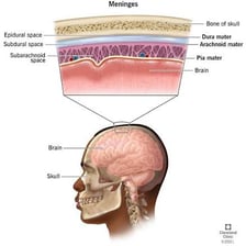 An anatomical illustration labeling the dura mater as the outer meningeal layer.