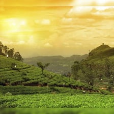 Tea plants growing on a plantation in Assam, India