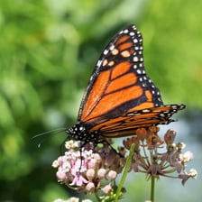 A butterfly moving quickly among flowers