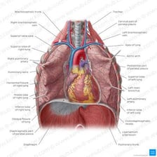 Anatomical illustration of the human lungs