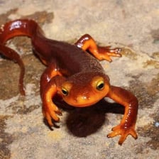 A small newt salamander on a natural surface