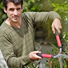 A person using shears to cut back a hedge.