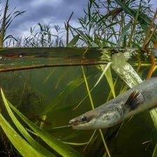 Long, slender eels swimming in water.