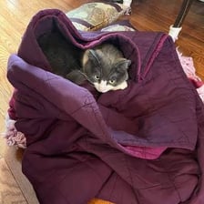 A person or animal settled cozily in a sheltered nest-like space.