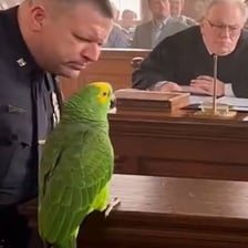 A parrot perched in a setting evoking courtroom evidence