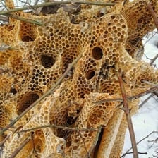 Honeybees clustered around a hive.