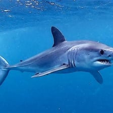 A shortfin mako shark swimming underwater