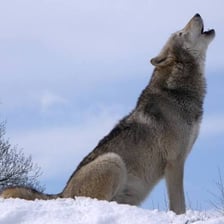 A gray wolf howling in a natural wilderness setting