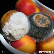 Fruit showing visible spoilage and rot.