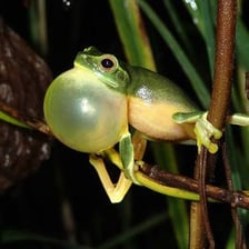 A frog beside a pond, an animal associated with a croaking sound.