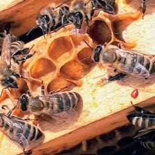 Honeybees clustered together and working inside a hive.