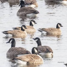 Waterfowl swimming on a reservoir