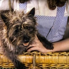 Toto, Dorothy’s small dog from The Wizard of Oz