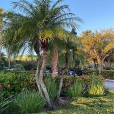Palm trees casting shade in a tropical landscape.