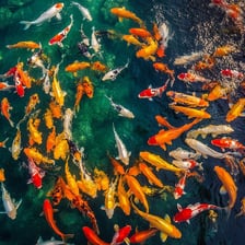 Colorful koi swimming in a pond.
