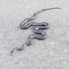 A snake moving in a winding motion across the ground.