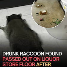 A fifth-sized liquor bottle lying on its side with spilled alcohol.