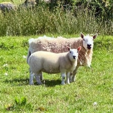 An adult ewe standing with a lamb.