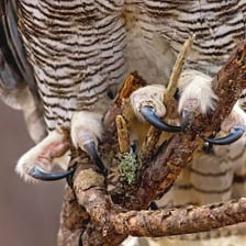 A hawk hunting smaller prey.