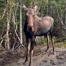 A female moose standing in a forest.