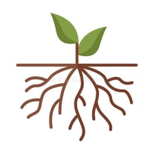Plant roots extending through soil