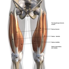 An anatomy illustration showing the quadriceps muscles on the front of the thighs