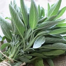 Fresh sage leaves from the mint family herb.