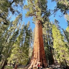 A towering giant sequoia tree in a forest