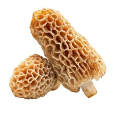 A morel mushroom with its characteristic honeycombed cap.