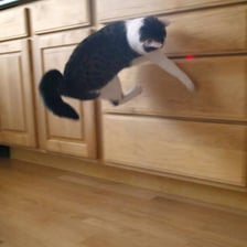 A cat focused on a laser-pointer dot