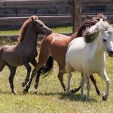 Several young horses standing in a pasture.