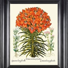 A lily shown with conspicuous ornamental decoration.