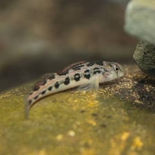 A darter fish resting near the bottom of a stream.